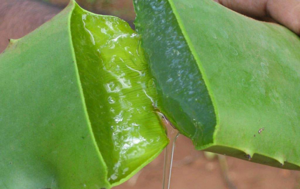 ALOE VERA 